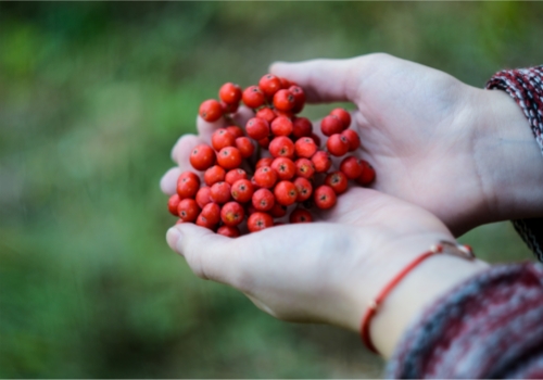 從生產(chǎn)到銷售 物聯(lián)網(wǎng)全面優(yōu)化食品供應(yīng)鏈