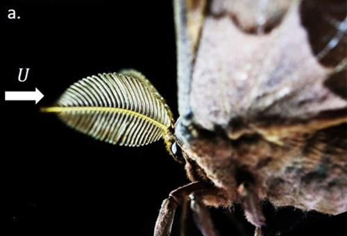 科學(xué)家用3D打印飛蛾觸須高效檢測危險化學(xué)物質(zhì)