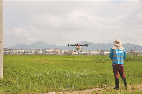 農(nóng)忙時節(jié)月入過萬 但臺州無人機植保專業(yè)“飛手”依然緊缺