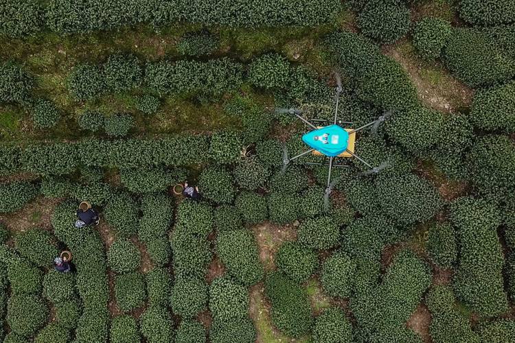 獅峰龍井第一采由無人機運輸_宇辰網(wǎng)_讓世界讀懂無人機_全球專業(yè)無人機服務資訊平臺